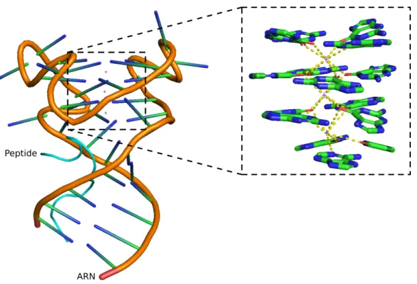 Figure 1.5 – Structure cristallisée d’un peptide de FMRP avec un ARN cible présentant un G-quadruplexe