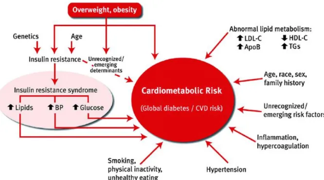 Figure  9.  Facteurs  de  risque  cardiométabolique  associés  au  diabète  de  type  2  et  aux  maladies  cardiovasculaires 