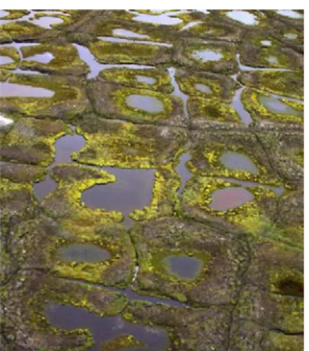 Figure 1. Landscape showing  runnel and polygonal ponds. 