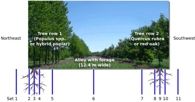 Figure 13. Transect of the FDR setup at the experimental alley cropping site (diagram not drawn to scale)