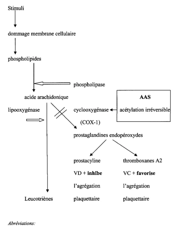 Figure 1. Mecanisme d'action de l'AAS 
