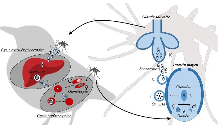 Figure 1.1    Description  générale  du  cycle  de  vie  de  la  malaria  aviaire:  1)  Libération  des  sporozoïtes  dans  les  tissus  de  l’hôte  lors  du  repas  sanguin  d’un  vecteur