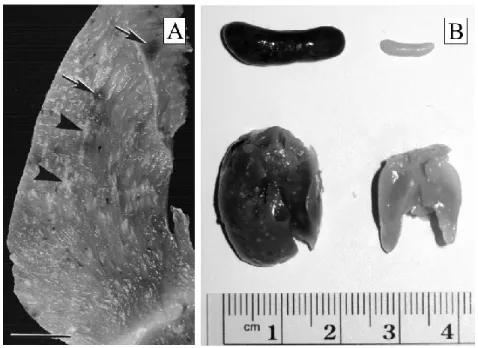 Figure 1.2    Illustrations de certaines pathologies associées à la malaria aviaire. A) Photographie  d’une section d’un muscle pectoral provenant d’une dinde domestique infecté expérimentalement  par Haemoproteus meleagridis