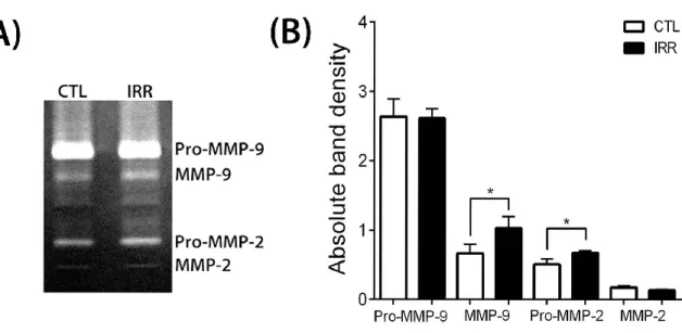 Figure  5.  MMP  quantification  in  D2A1  tumors  (A)  Zymogram  gel  showing  a  low  increase  of  Pro-MMP-2  and  active  MMP-9