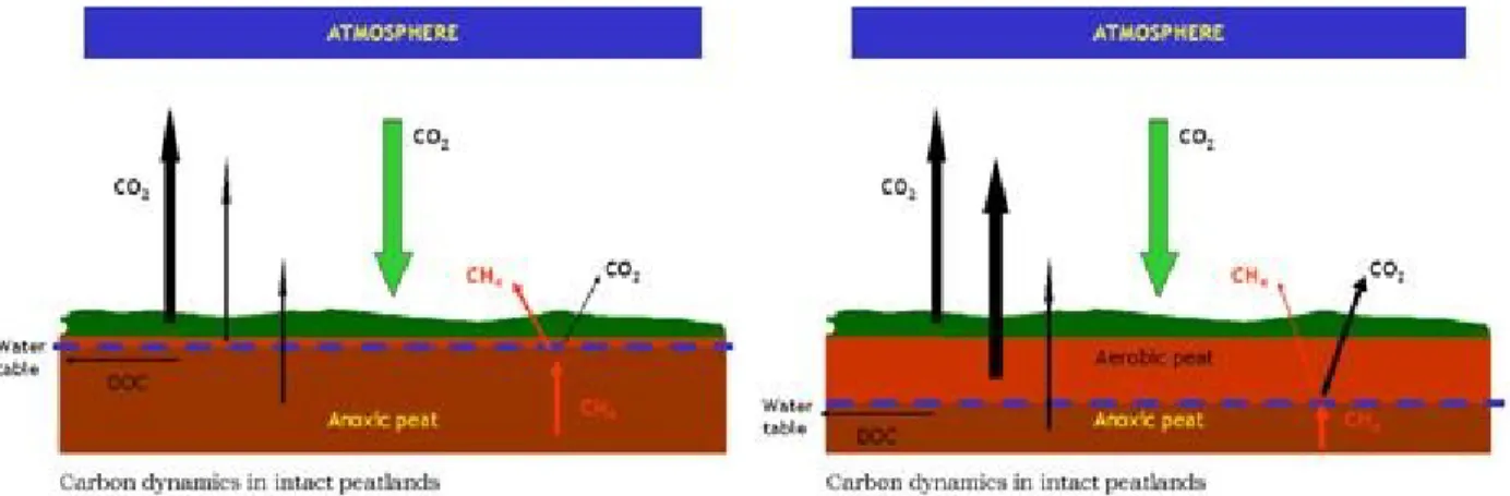 Figure 1.3 : Schéma des flux de C dans une tourbière, en fonction du niveau de la nappe d’eau (tiré de :  Environmental Protection Agency, 2010, consultée le 29 avril 2015) 