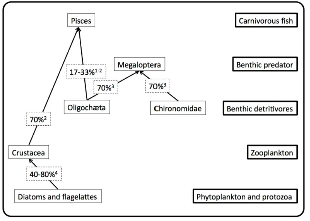 Figure 1. Schematic diagram illustrating the efficiency with which thallium is transferred  among trophic levels in planktonic and benthic food webs