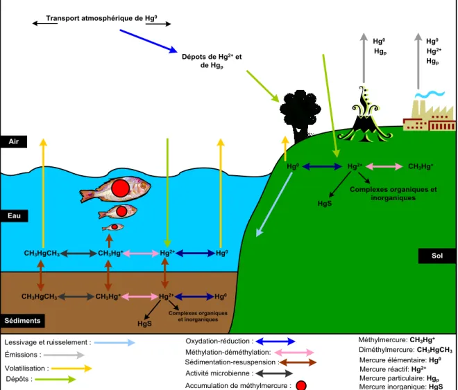Figure 1.6 Le cycle biogéochimique du mercure (inspirée de : Environnement Canada, 2013a; 