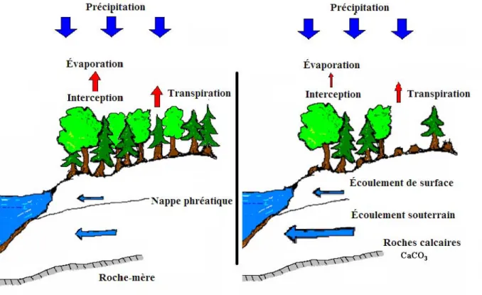 Figure 1. Schéma simplifié de l'influence de la récolte forestière sur le bilan hydrologique 