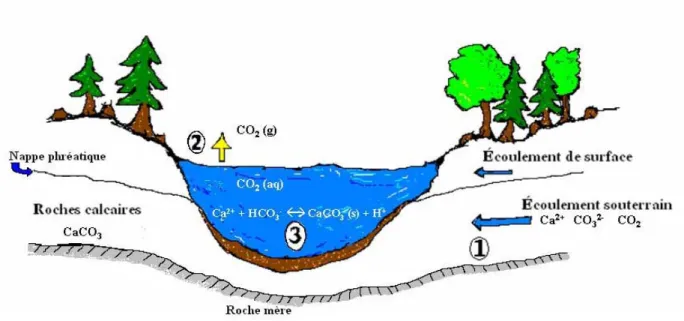 Figure 2. Exemple d’un lac marneux et ses interactions : (1) minéralisation de la roche calcaire (CaCO 3 )  par les eaux souterraines; (2) dégazage du CO 2  (pH↑); et (3) précipitation de la calcite (pH↓) 