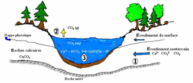 Figure 2 : Exemple d’un lac marneux et ses interactions. (1) Minéralisation de la roche  calcaire (CaCO 3 ) par les eaux souterraines; (2) Dégazage du CO 2  (pH↑); et (3) Précipitation 