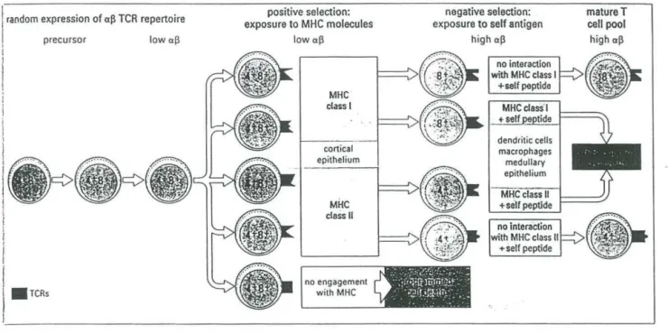 FIGURE  #23:  Illustration  de  la  sélection  positive  et  négative  survenant lors  du  développement des lymphocytes T dans le thymus