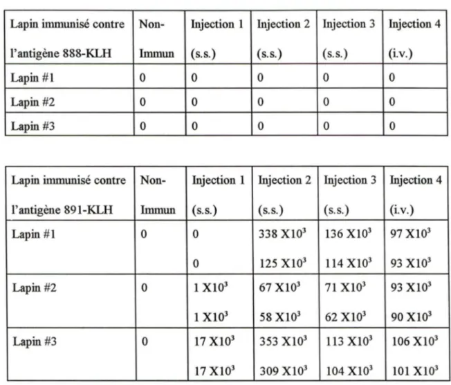 TABLEAU  #lO:Valeurs  des  titres  fmaux  obtenues  pour  chaque  lapin  contre  les  peptide 888 et 891  immunisé suivant le  protocole sous-scapulaire  avec traitement  fmal intraveineux