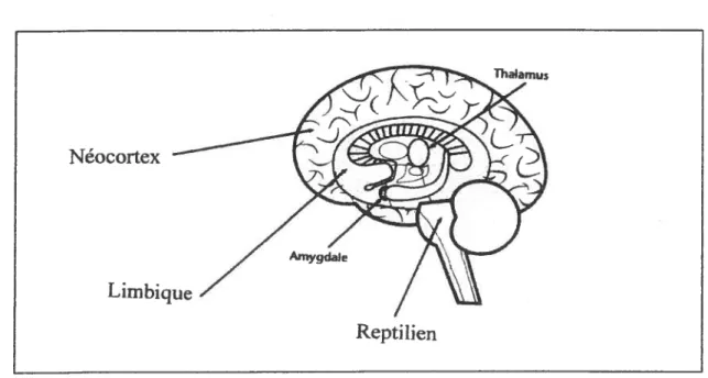 Figure 1: Les trois étages du cerveau