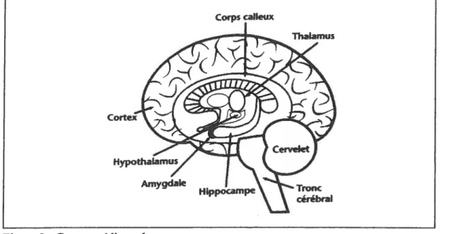 Figure 2 : Coupe médiane du cerveau