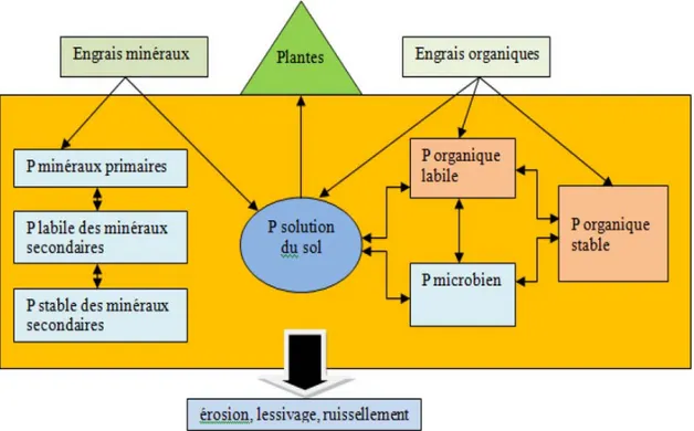 Figure 2.1 Cycle du phosphore dans le système sol/plante/engrais. 