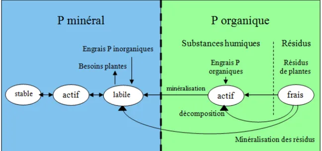 Figure 2.2 Cycle du phosphore géré par POPES. 