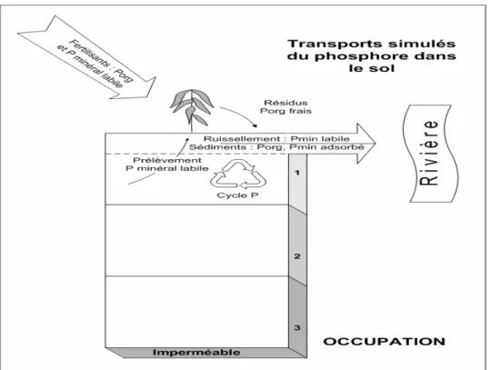 Figure 2.3 Processus modélisés de transformation et de transport du phosphore dans le  sol