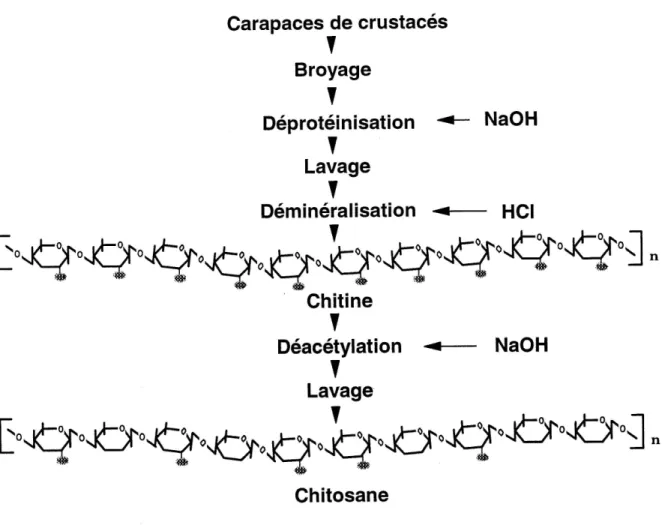 Figure 1.2: Principales etapes de preparation de la chitine et du chitosane a partir de carapaces de crustaces.