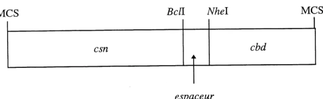 Figure 1.3: Organisation modulaire des genes de fusion. Les sites de restriction BcH.