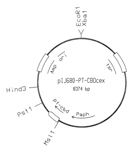 Figure 2.7: Carte physique du plasmide pIJ680-FT-CBDcCT. Adaptation d'une figure de Ong et cd., (1994), les sequences d'acides nucleiques n'etant pas disponibles