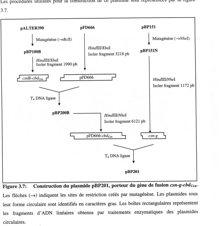 Figure 3.7: Construction du plasmide pBP201, porteur du gene de fusion csn-g-cbdcex' Les fleches (—&gt;) indiquent les sites de restriction crees par mutagenese
