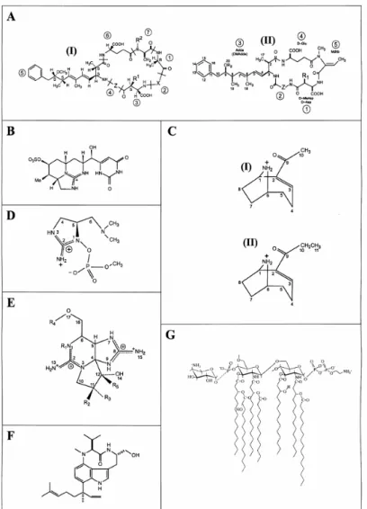 Figure  3.  Les structures chimiques diverses des cyanotoxines.  A: microcystines (I)  et  nodularines (II) (X  et Z  sont des variantes d’acides aminés, R = H ou CH 3 ), B: 
