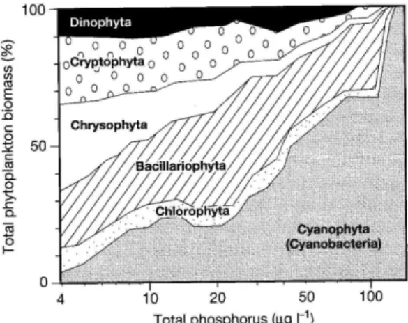 Figure 5.  Augmentation de l’importance des cyanobactéries (principalement  Anabaena, 