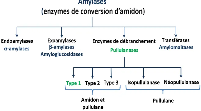 Figure 2.1 : Classification des amylases. 