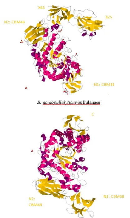 Figure  2.3:  3D  structures  of  B.  acidopullulyticus  pullulanase  (PDB  code  2WAN)  (Turkenburg et al., 2009) and Anoxybacillus sp