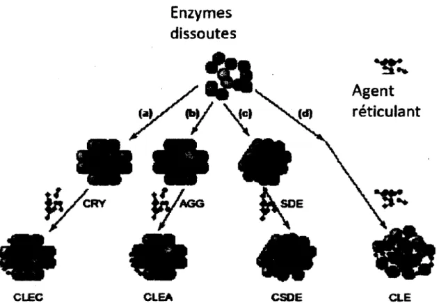 Figure 1-1 Les differentes approches pour la formation d'enzymes insolubilisees sans support (modifil de ( Cao et ah,  2003))