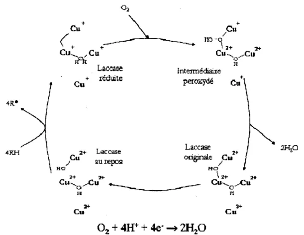 Figure 2-2 Cycle catalytique de ia laccase ou  RH  est le substrat et  R*  est le radical produit