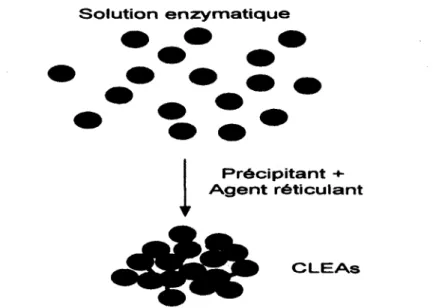 Figure 2-4 Schematisation de la reticulation d'agrfgats d'enzymes 