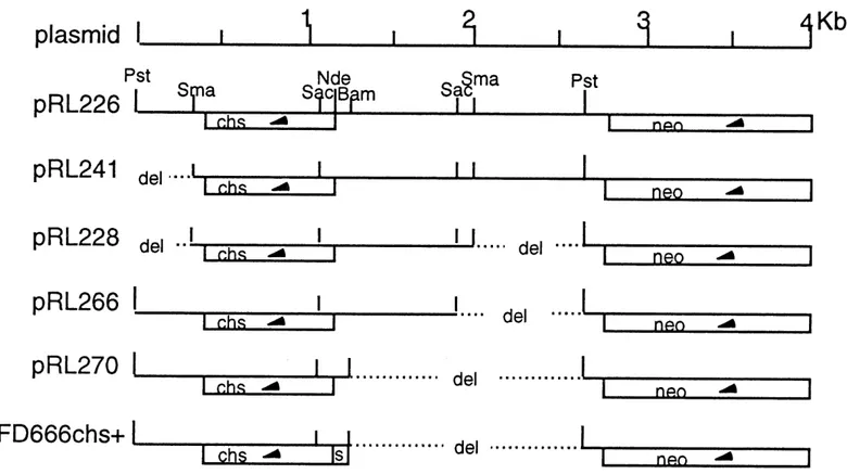 Fig. 3 The cloned chitosanase gene and its position in respect to the neo gene of the vector.