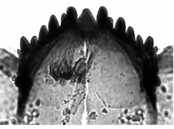 Figure 4.4. Pseudodiamesa 