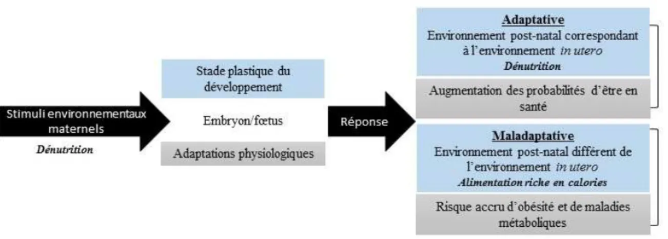 Figure 1.1- Réponse adaptative du fœtus et les risques de maladies à long-terme 