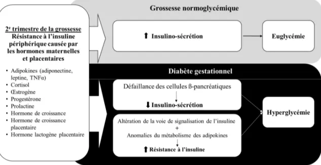 Figure 1.3- Adaptations physiques et mécanismes physiopathologiques associés à une  grossesse normoglycémique et au diabète gestationnel 