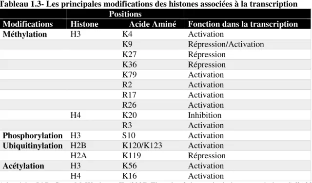 Tableau 1.3- Les principales modifications des histones associées à la transcription   Positions 