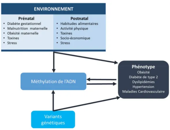 Figure  1.9-  Représentation  des  interactions  entre  les  facteurs  environnementaux,  la  génétique  et  la  méthylation  de  l’ADN  entraînant  le  phénotype  de  l’obésité  et  des  complications cardiométaboliques 
