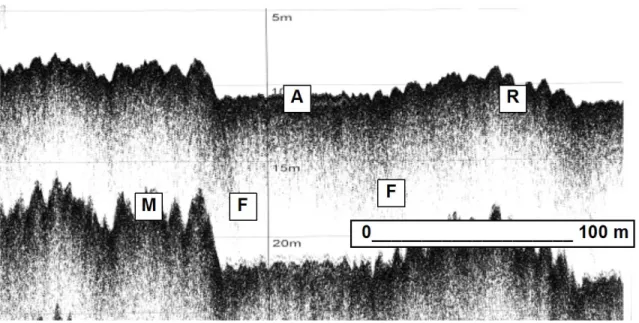 Figure 2.8 : Exemple de surface d’abrasion dans un contexte de haute énergie  