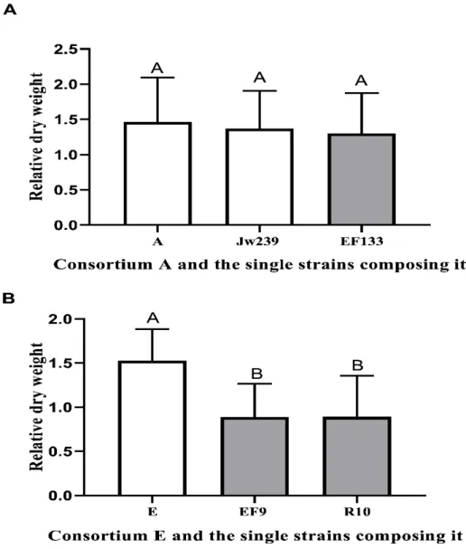 Figure 3. Effect of consortia A and E and each single strain composing these consortia  on the relative growth (± S.D.) of lettuce