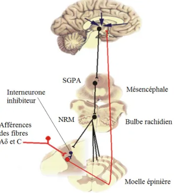 Figure 3. Inhibition descendante de la douleur 