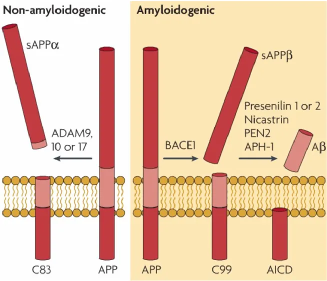 Figure 1. Voies alternatives de protéolyse de l’APP. 