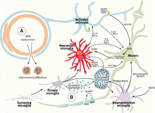 Figure 4. Inflammation cérébrale suite à l’agrégation des peptides Aβ. 
