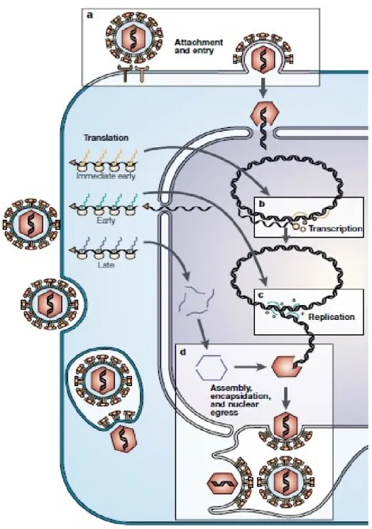 Figure 6. Cycle de réplication des Herpesviridae. 