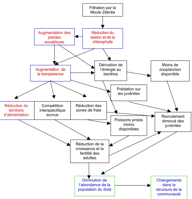 Figure 2: Schéma conceptuel des changements ayant pu se produire dans la population du doré  jaune et dans la communauté de poissons du lac Saint-François