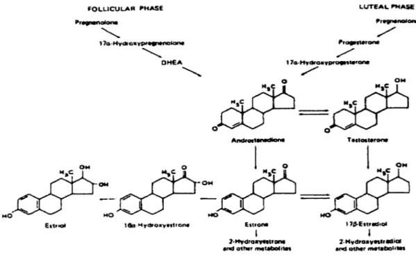 Figure 3. Biosynthèse des stéroïdes 