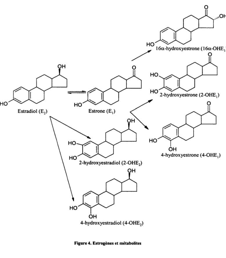 Figure 4. Estrogènes et métabolites 
