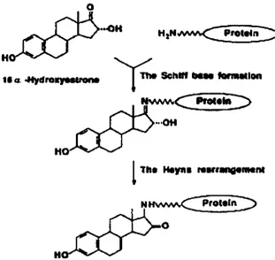 Figure S. Adduit 16cx-hydroxyestrone  Miyairi S. et al (1991) Steroids 56: 361-366 