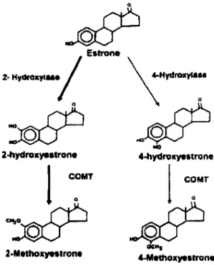 Figure 6. Formation des méthoxyestrogènes 