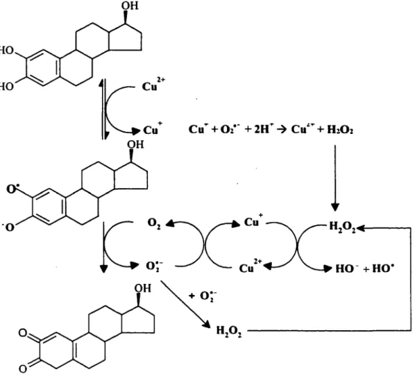 Figure 8. Cycle rédox du 2-0HE 1  en présence de Cu(ll) 